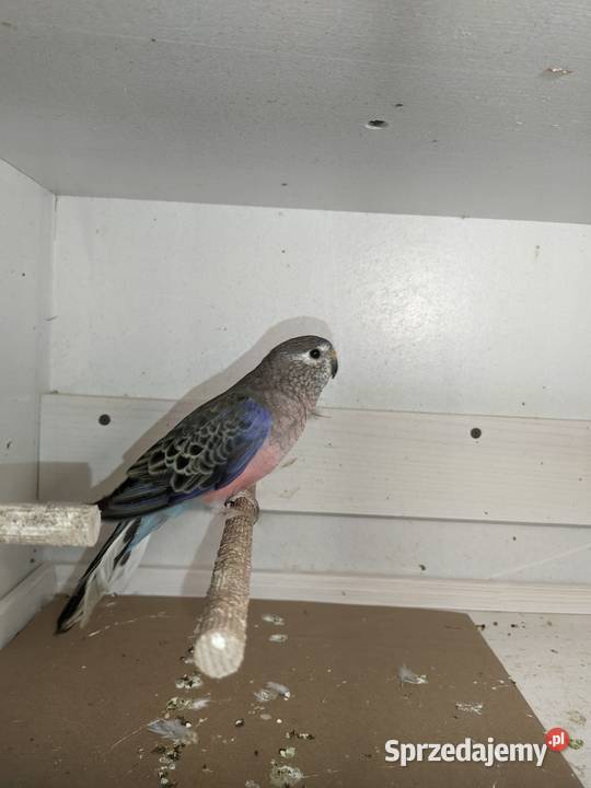 Liljanka samczyk Ptaki Zwierzęta Jazowsko sprzedam