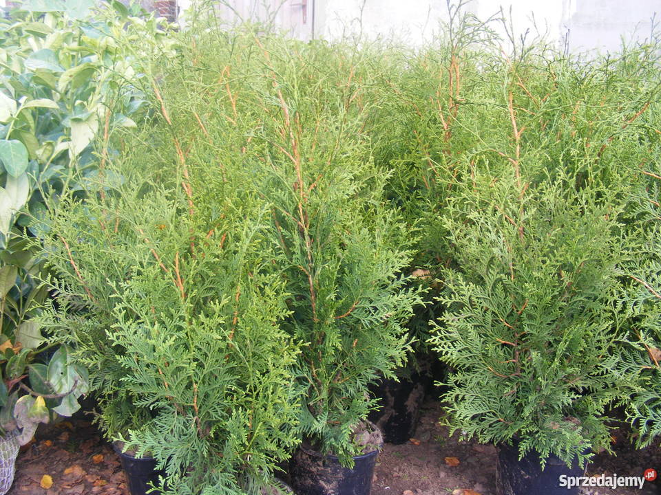 Tuja thuja Brabant do 90 na żywopłot w donicy Zakrzewo