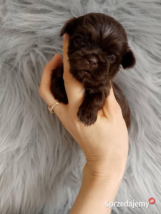 Piękny czekoladowy piesek rasy ShihTzu Kluczbork