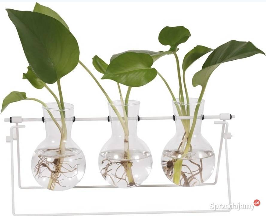 Stacja do rozmnażania roślin wazon stojak Domaszczyn sprzedam