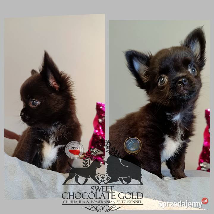 Chihuahua piesek długowłosy czarny rodowód Bełchatów