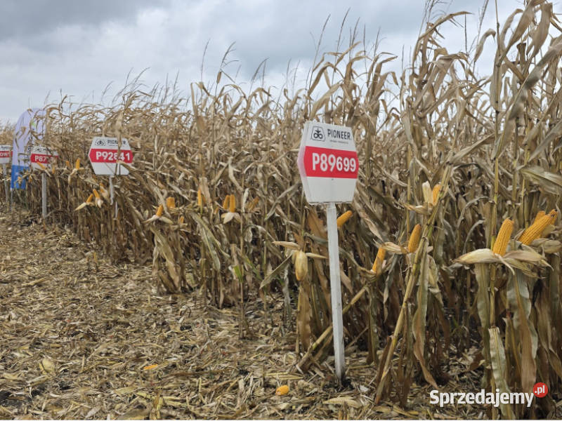 Nasiona kukurydzy Pioneer P8834 P7737 P82000 Witkowo