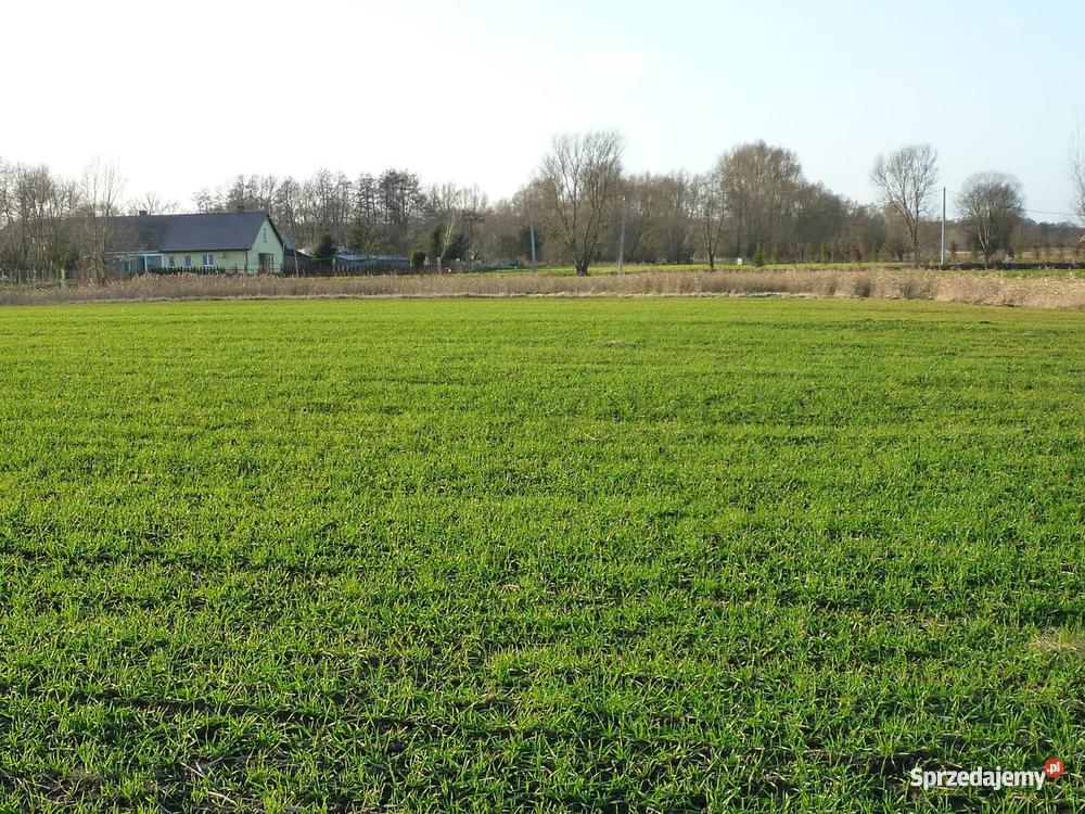 Kunowo działka jeziora Miedwie 60zł/m2 Kunowo