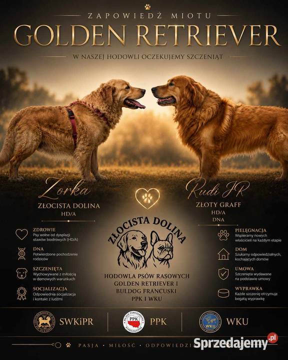 Golden Retriever pieski o suczki złote