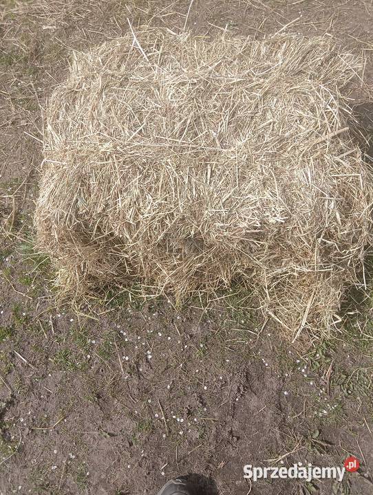 siano w kostkach Krotoszyn