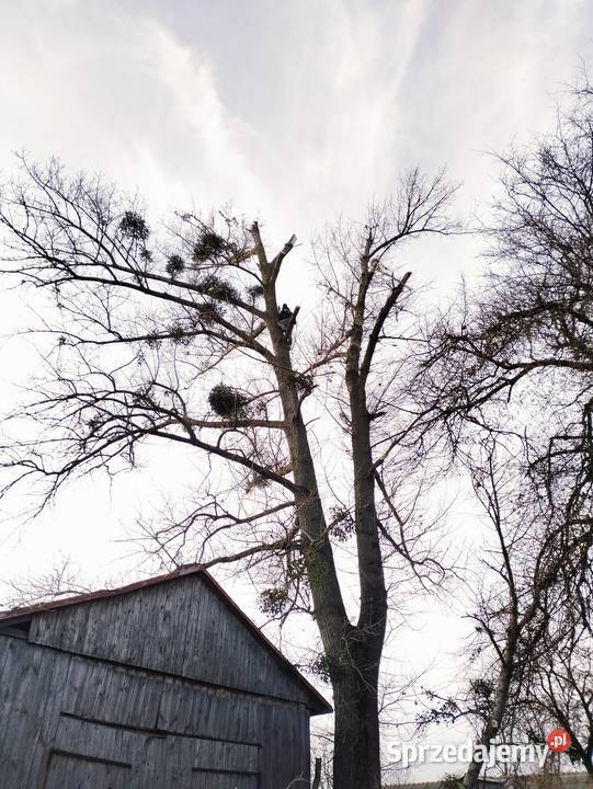 Oferuję wycinki drzew przycinanie karczowanie Lublin