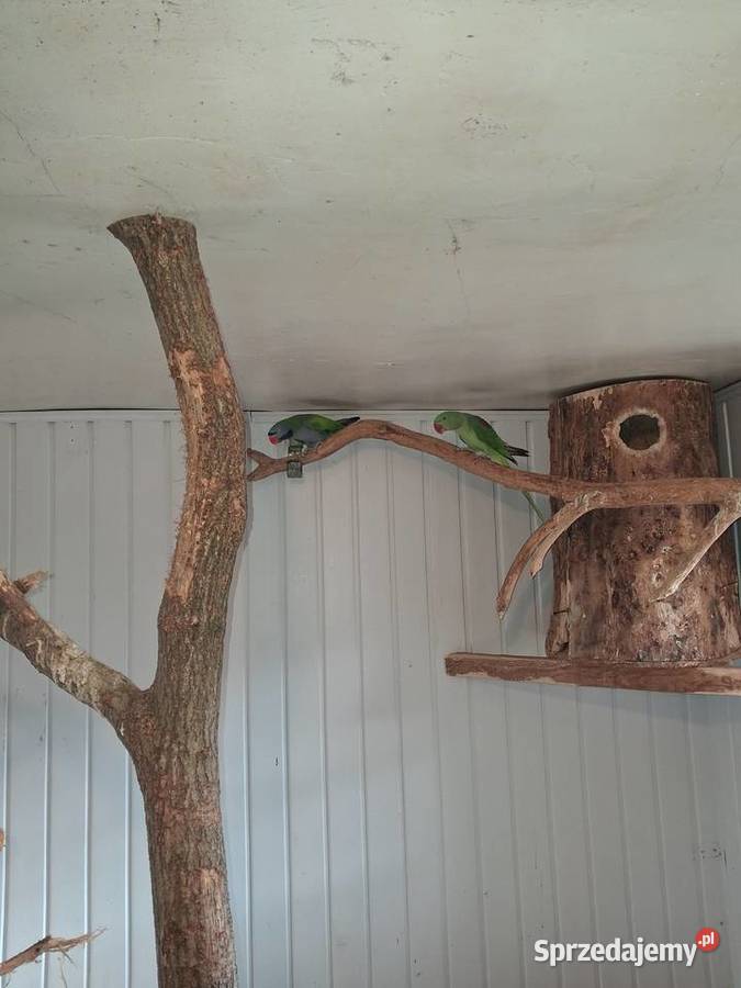 Sprzedam Aleksandretty Chińskie i Wielkie Tarnówko sprzedam