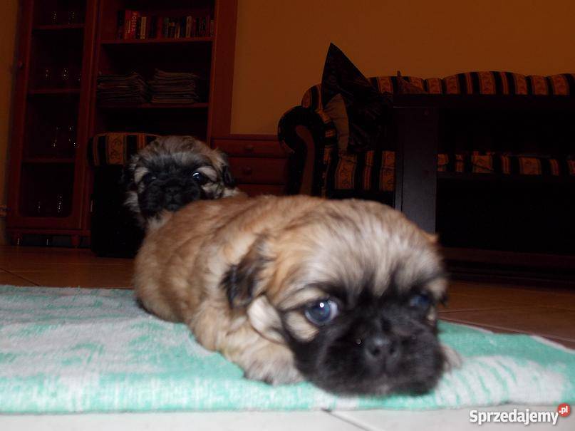 pieski pekińczyki Psy