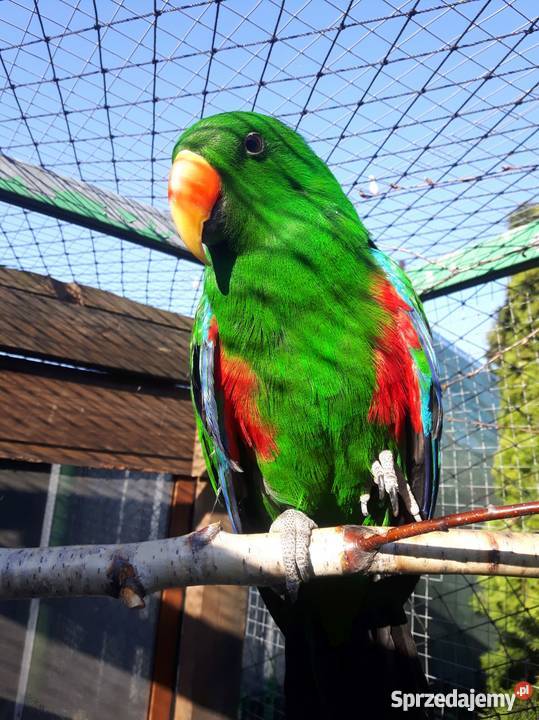 LORA WIELKA Samiec Radziejów