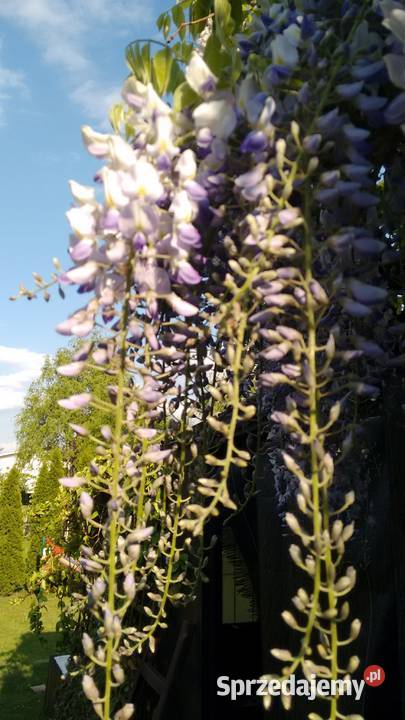 Nasiona glicynia wisteria 30 sztuk Rośliny śląskie Łaziska Górne