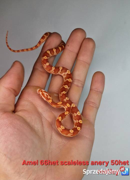 Węże zbożowe młode Knurów