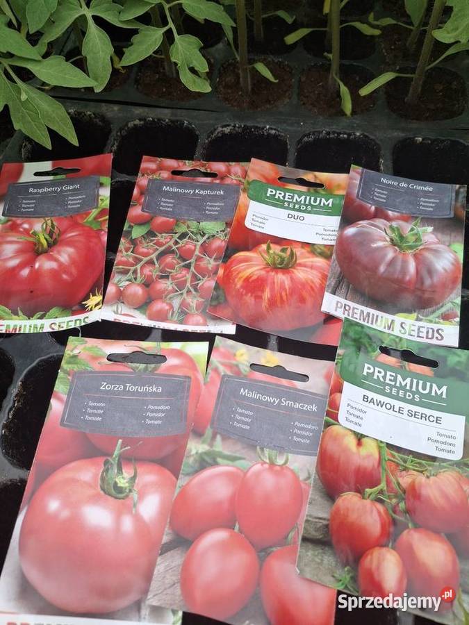 Pomidory malinowe małopolskie Wawrzeńczyce
