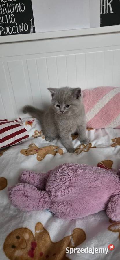 Kocięta brytyjskie liliowe z rodowodem Wrocław