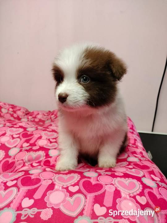 Border collie szczenięta z rodowodem gotowe do Radom