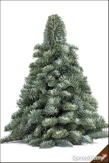 Choinki Świerk JodłaOzdobychoinki ręcznie Siedlce
