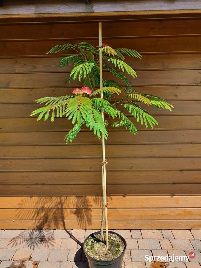 Albicja szczepiona na pniu Jedwabne drzewko Simoradz