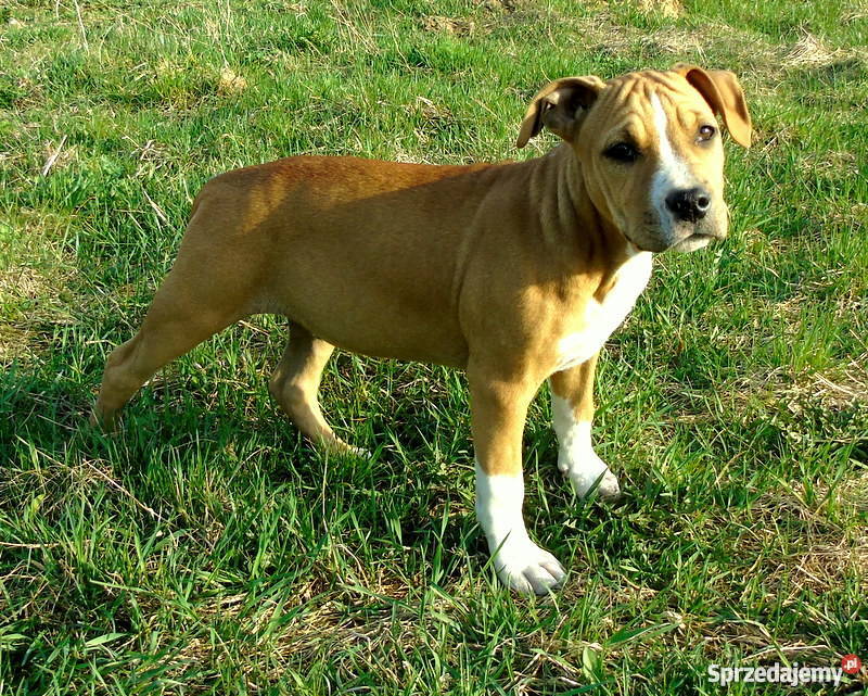 piękne szczenięta american staffordshire terrier Rozdziały sprzedam