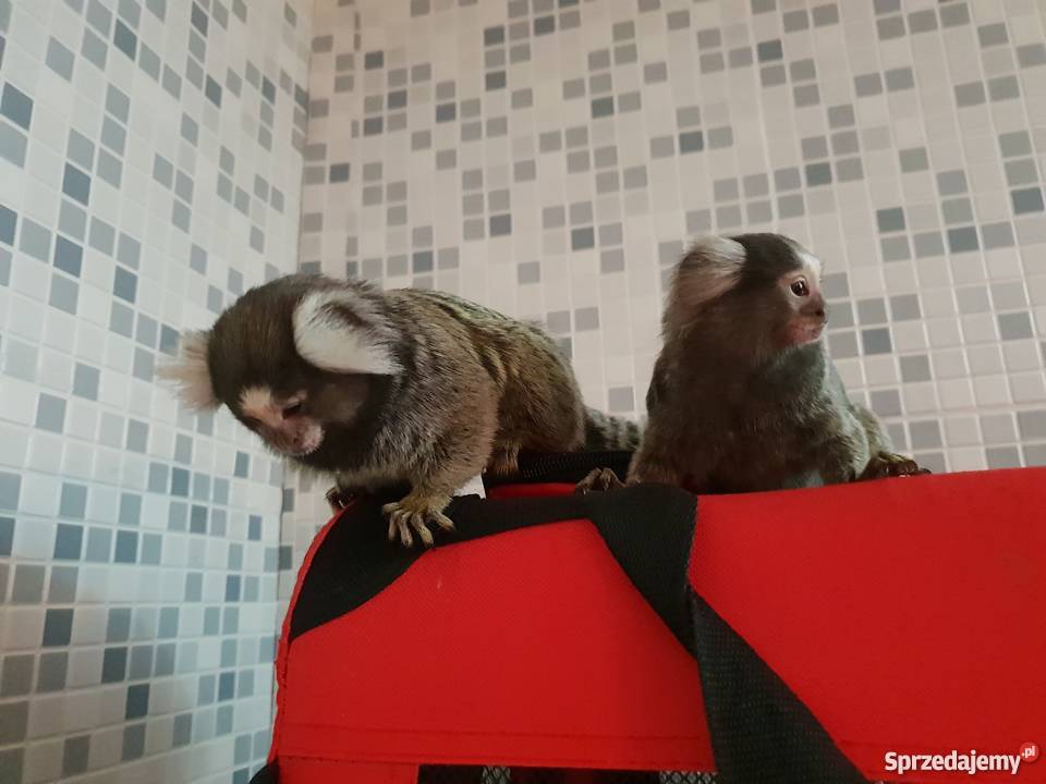 Małpki Marmozeta klatka Czaplinek