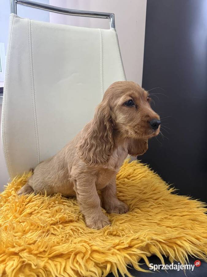 Cocker spaniel Kalisz
