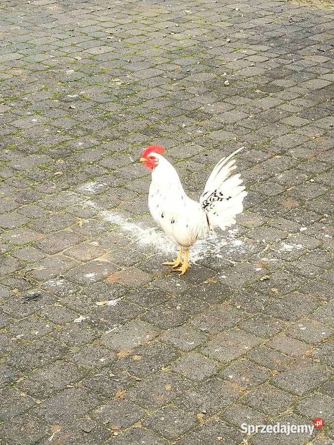 Koguty zargodowe i koguty liliputki Krasnystaw