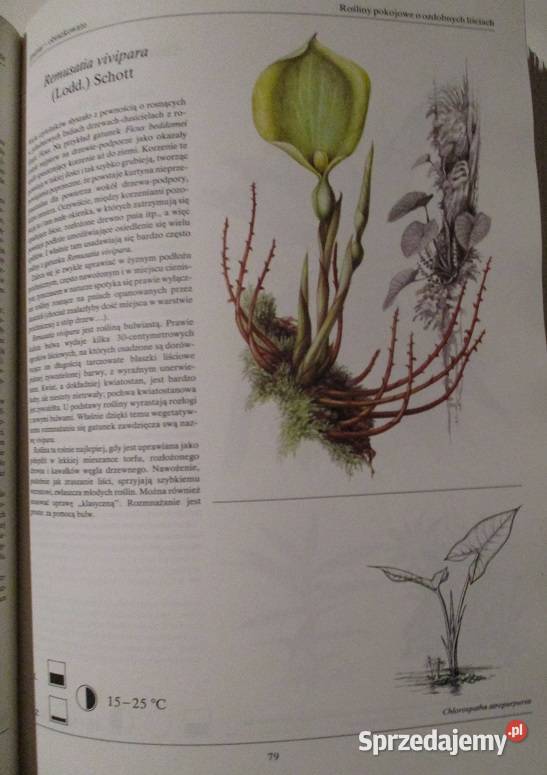 Mieszkanie w kwiatach Kwiaty w mieszkaniu uprawa Łódź sprzedam