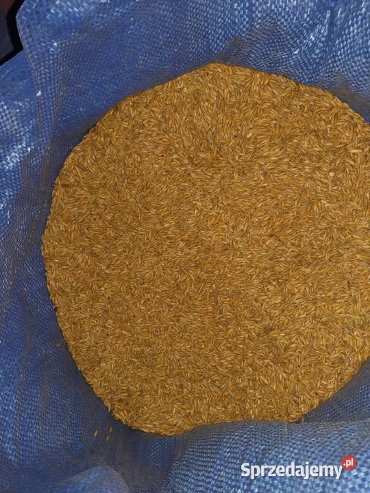 Owies jary ze zbioru 2025 Słopiec Rządowy-Kolonia sprzedam