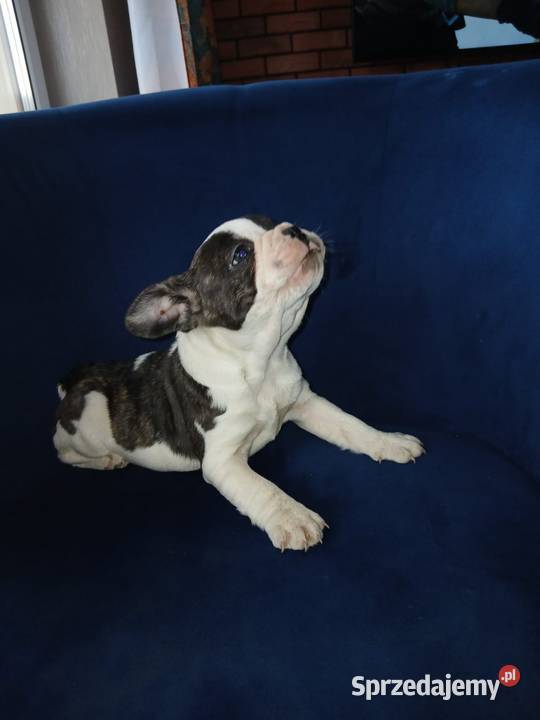 Buldog francuski piesek