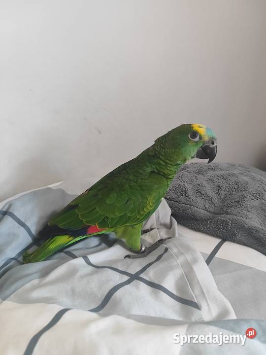 Papugi Amazonki ręcznie karmione małopolskie Bochnia