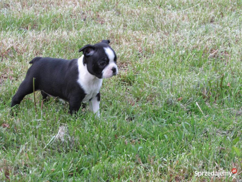 Boston Terrier Szczenięta
