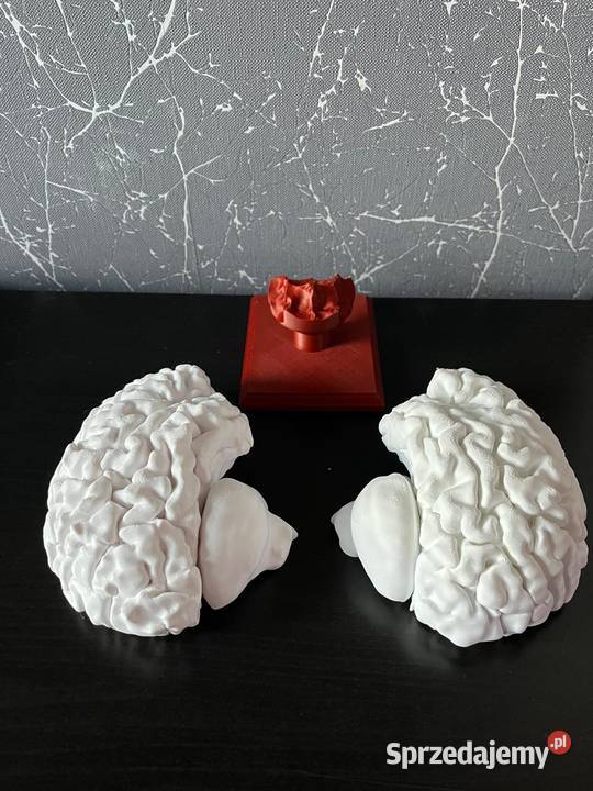 Model anatomiczny mózgu skala 11 Rybnik sprzedam