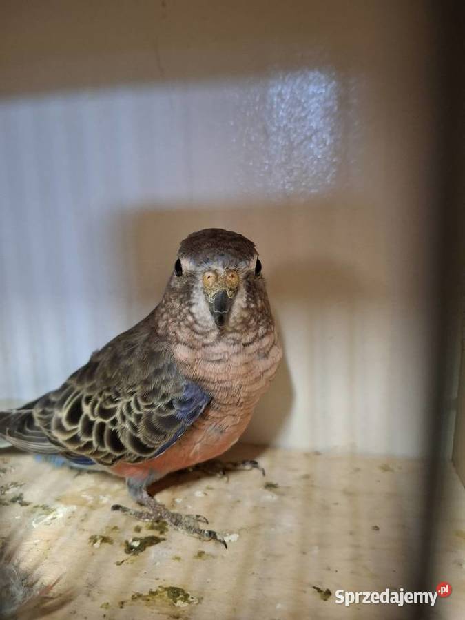 Lilianki samica Starogard Gdański