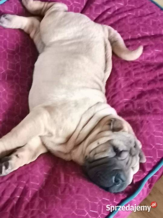 Shar pei szczeniaki wystawowe Opole