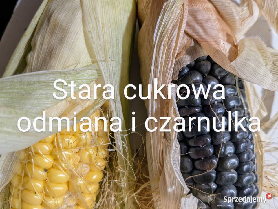 Kukurydza cukrowa sta odm i na popcorn I Black Nasiona Kraków sprzedam