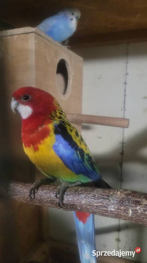 Rozelle białolice Wieliczka sprzedam