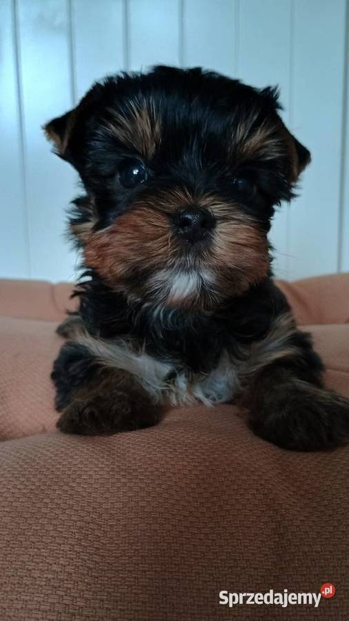 York yorki Yorkshire terier rasowy piesek i małopolskie Kraków