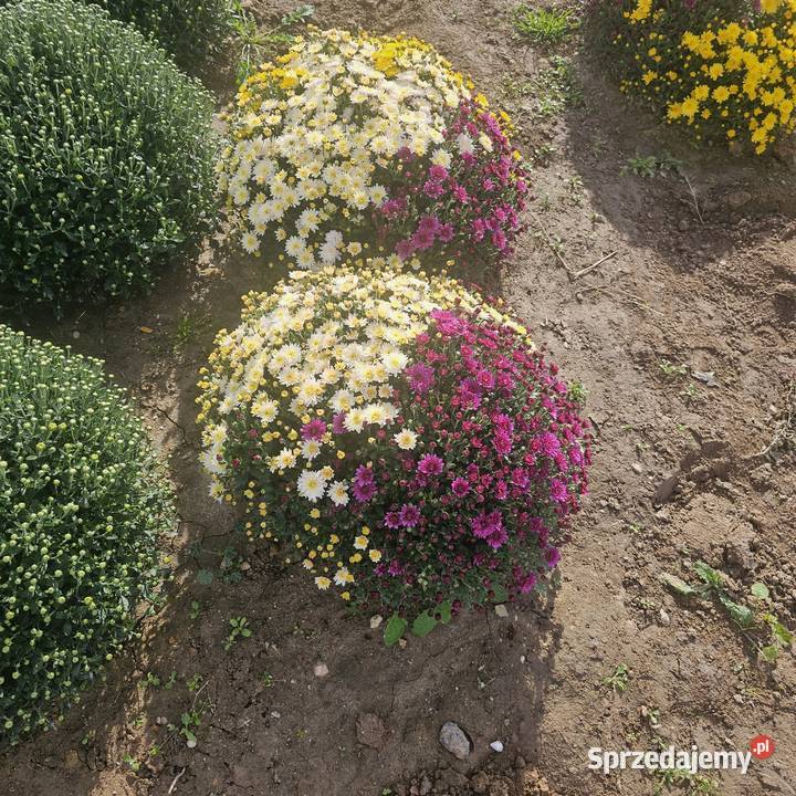 Chryzantemy drobnokwiatowe Udanin