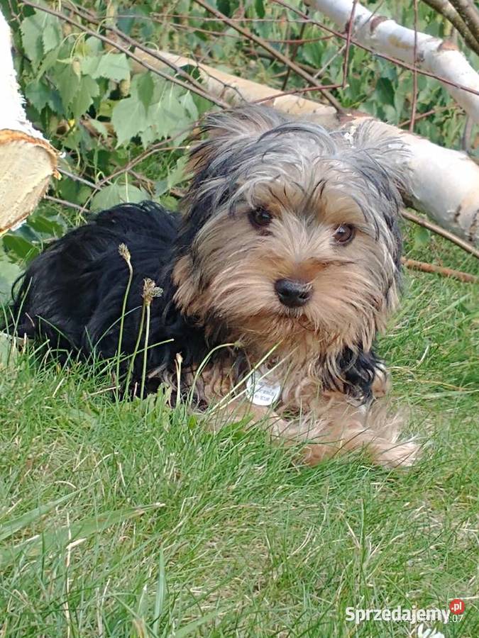Yorki 4 miesięczne odchowane pieski dolnośląskie Wrocław
