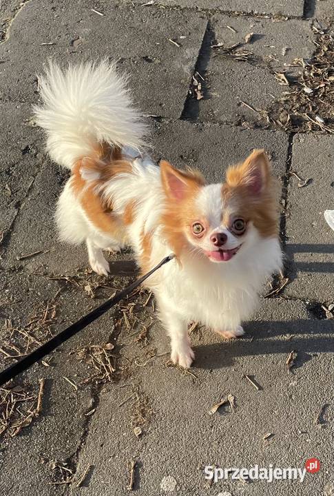Piękny piesek chihuahua ZKwP Chihuahua Trzebnica sprzedam