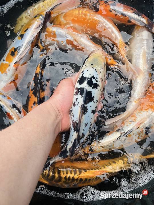 Karpie Koi wielkopolskie Mościejewo