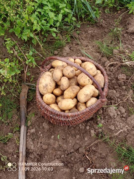 Ziemniaki bez sztucznych nawozow Sławno sprzedam
