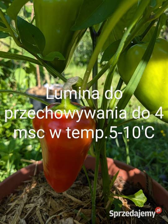 Pomidor z Syberii odporny na zarazę nasiona małopolskie Kraków