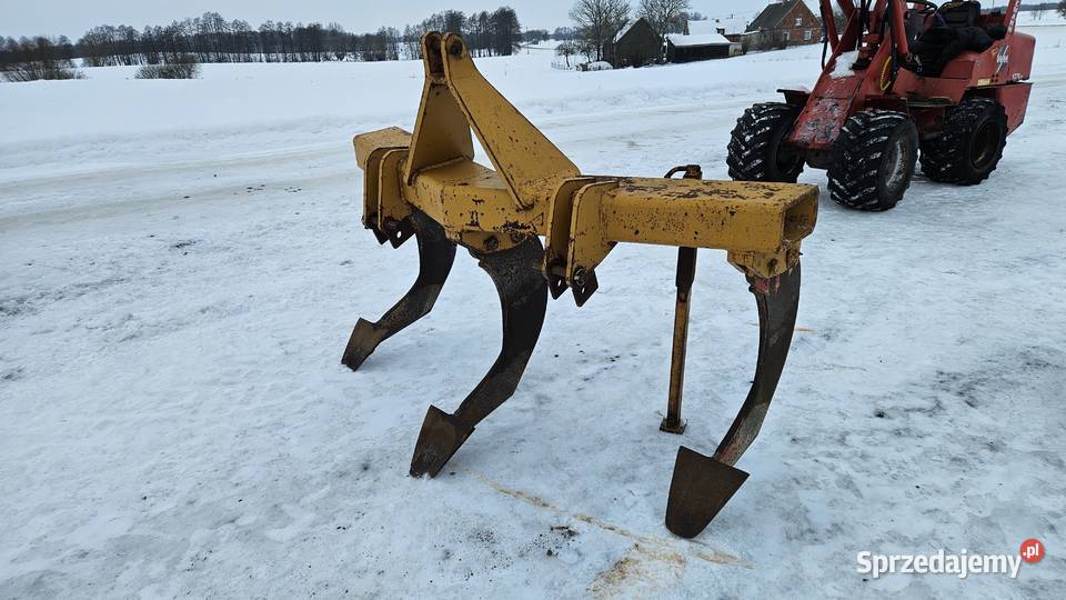Głębosz zachodni 3 łapy MASYW Głębosze Brodnica