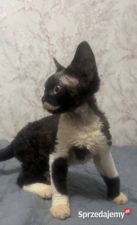 Kocur łaciaty Devon Rex Zabrze
