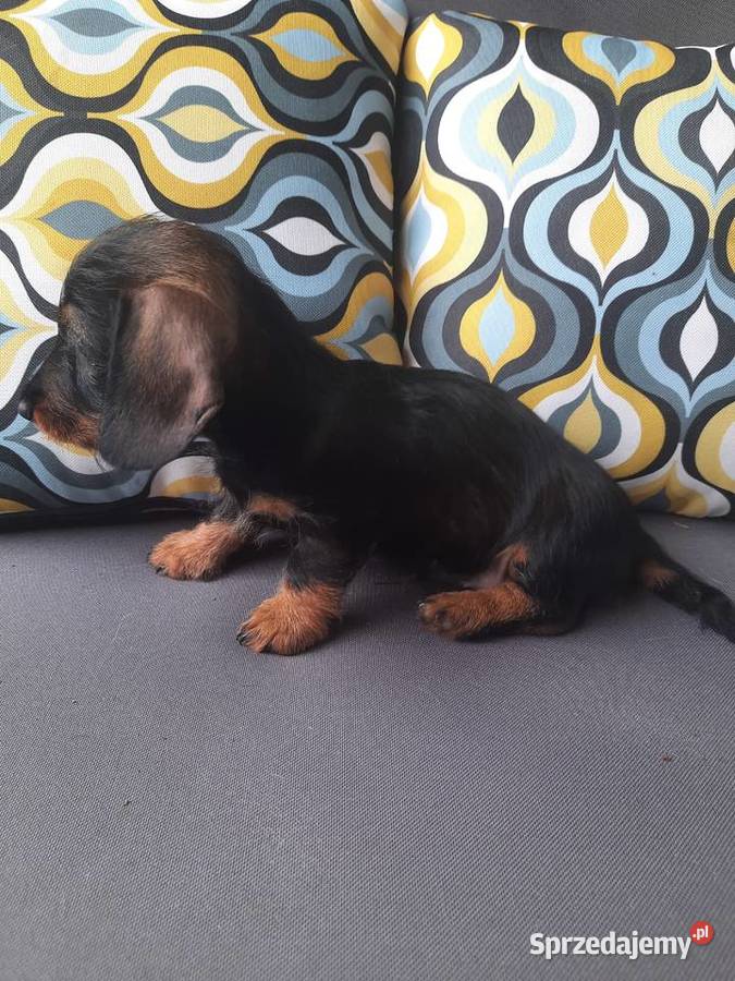 Jamnik szorstkowłosy króliczy wielkopolskie Budzyń sprzedam