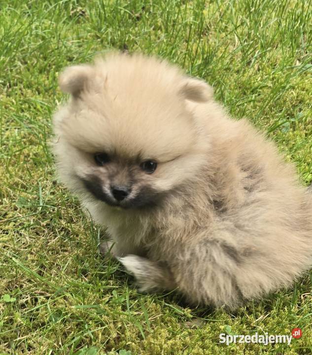 Pomeranian szpic miniaturowy na kolanka Półchleb