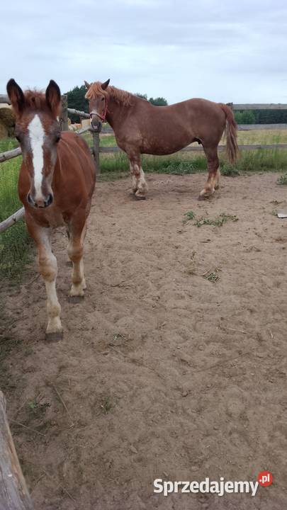 Sprzedam klacz zimnokwista zrebna że źrebakiem Zwierzęta Gąbin