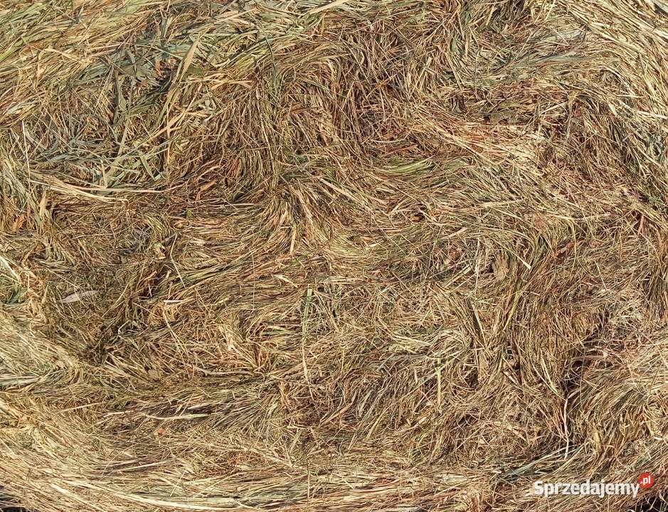 Sprzedam Siano w balotach 120x120 Pakość