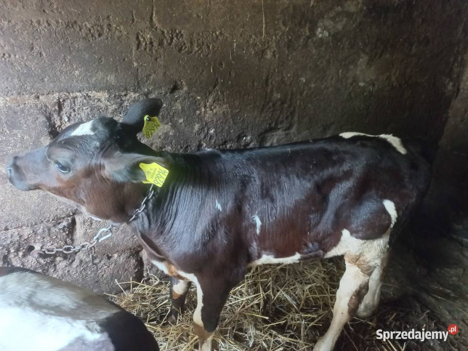 Sprzedam byczka lubelskie Trzcianki sprzedam