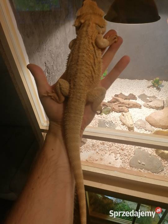 sprzedam 2 agamy brodate z terarium Gady i płazy pomorskie Kwidzyn