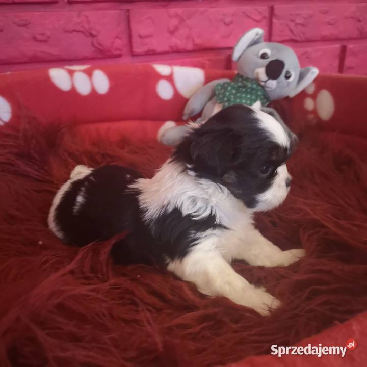 Śliczny PIESEK rasy Shih tzu piękny szczeniaczek Szczecinek